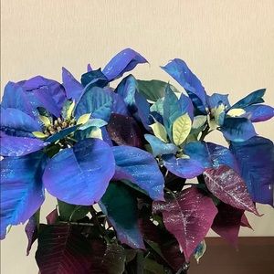 Meet your Posher, Flor